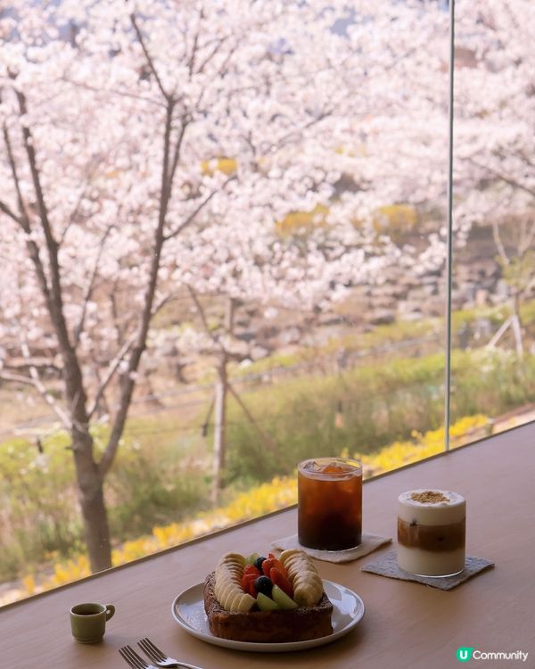 京畿道水原巿新咖啡店 櫻花景也太好看了吧!! 📸