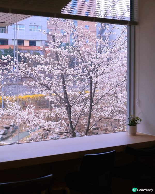 京畿道水原巿新咖啡店 櫻花景也太好看了吧!! 📸