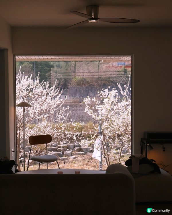 京畿道水原巿新咖啡店 櫻花景也太好看了吧!! 📸