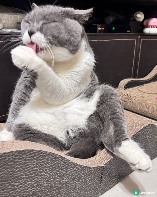 🐱：只想靜靜坐下，唔好煩我…