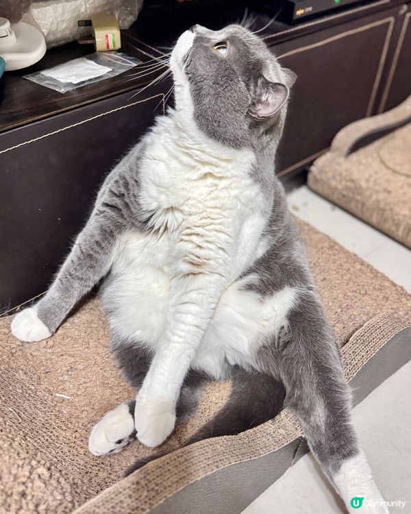 🐱：只想靜靜坐下，唔好煩我…