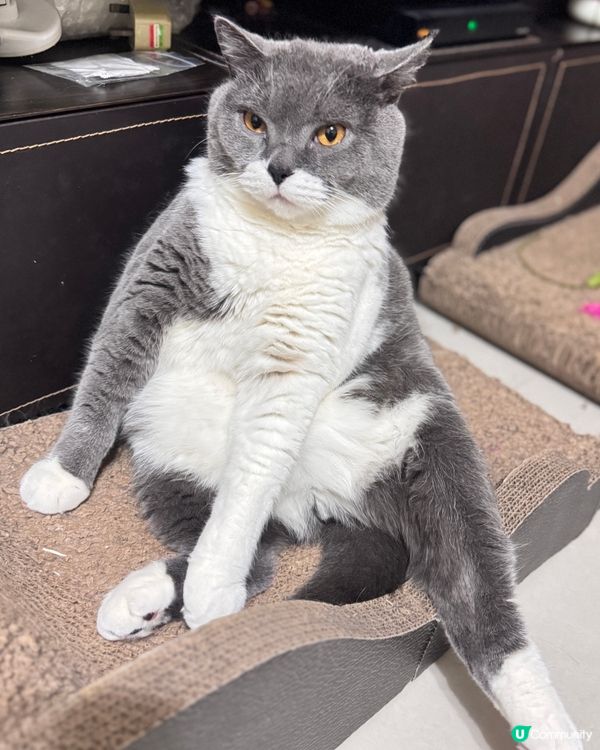 🐱：只想靜靜坐下，唔好煩我…