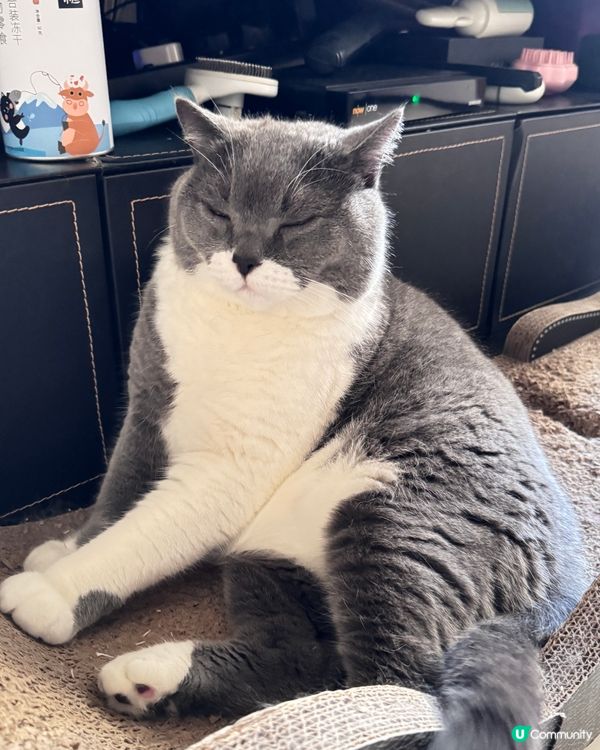 🐱：只想靜靜坐下，唔好煩我…