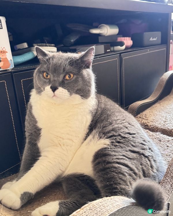 🐱：只想靜靜坐下，唔好煩我…