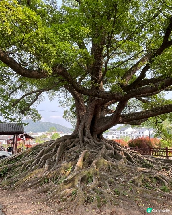 正桂古村 #中國好去處#好去處#chill#隱世打卡點#ch...