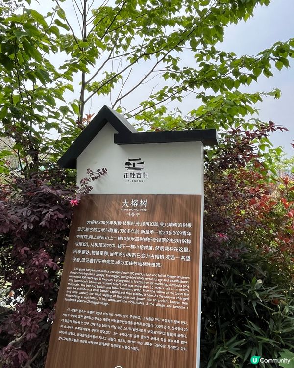 正桂古村 #中國好去處#好去處#chill#隱世打卡點#ch...