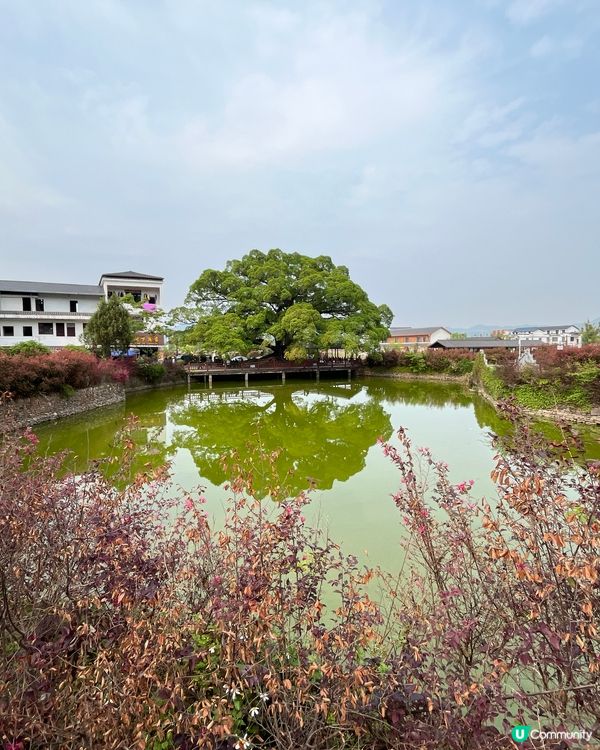 正桂古村 #中國好去處#好去處#chill#隱世打卡點#ch...