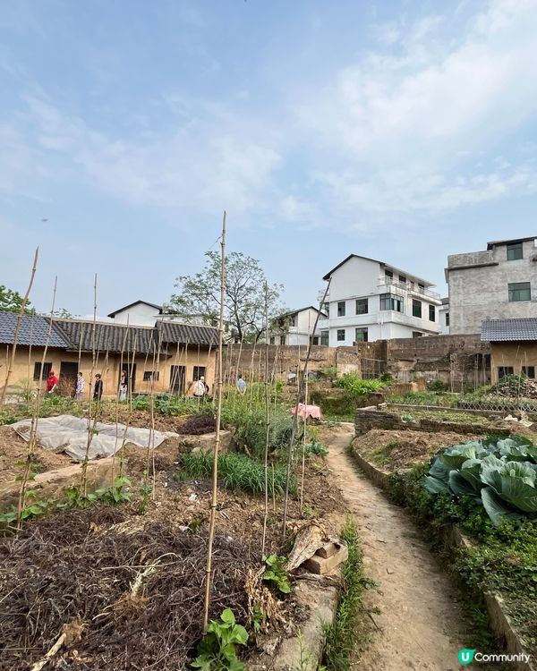 正桂古村 #中國好去處#好去處#chill#隱世打卡點#ch...