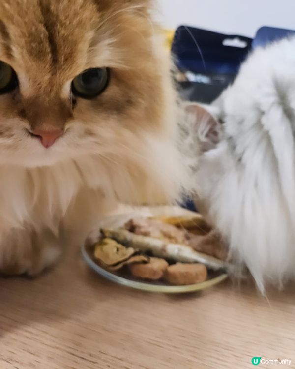 🐶🐱尼甩最愛凍乾零食！😋澳洲製造，天然健康！🎉