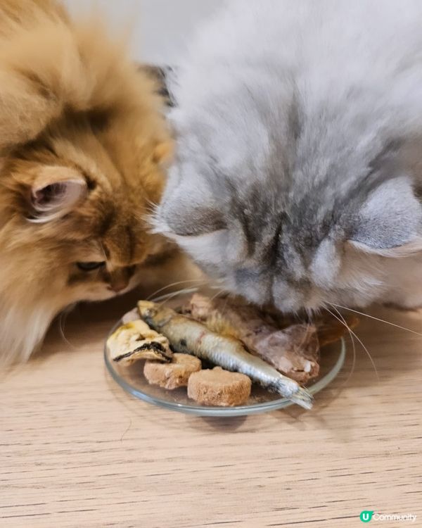 🐶🐱尼甩最愛凍乾零食！😋澳洲製造，天然健康！🎉