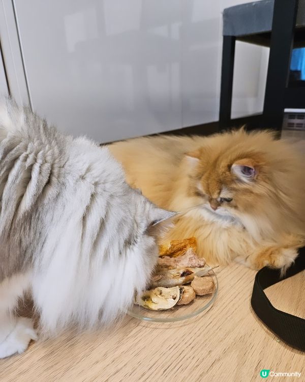 🐶🐱尼甩最愛凍乾零食！😋澳洲製造，天然健康！🎉