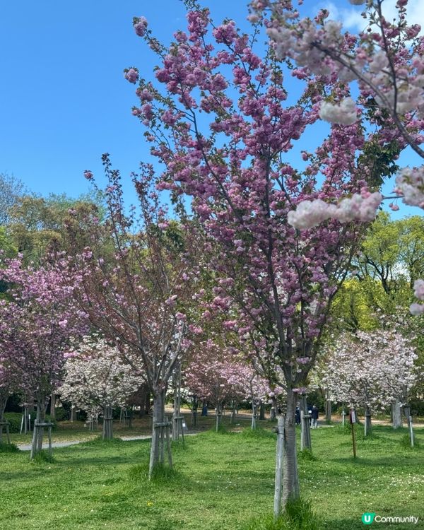 🌸 大阪櫻花公園遊樂場，粉紅浪漫滿瀉！