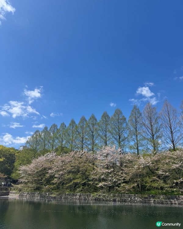 🌸 大阪櫻花公園遊樂場，粉紅浪漫滿瀉！