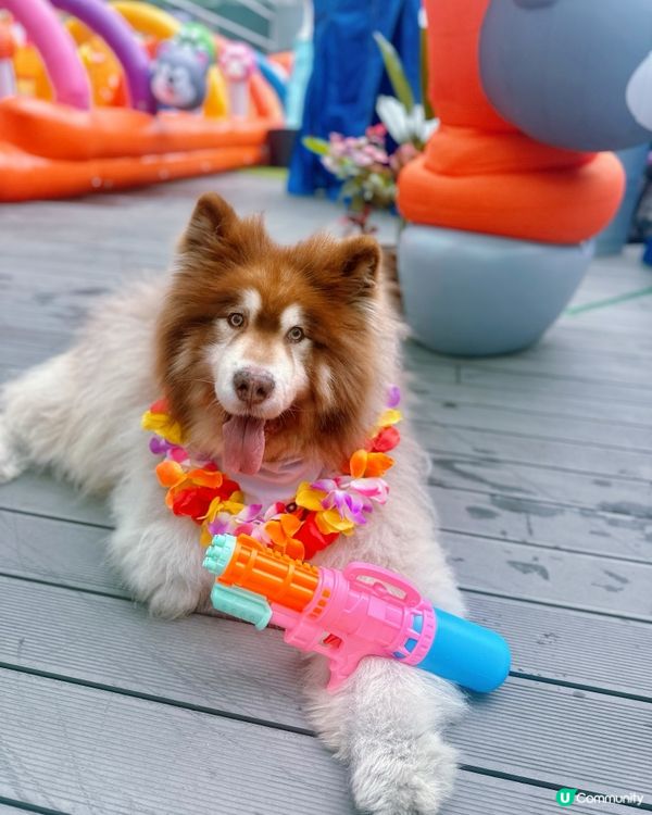 Homesquare萌寵潑水節正正😍