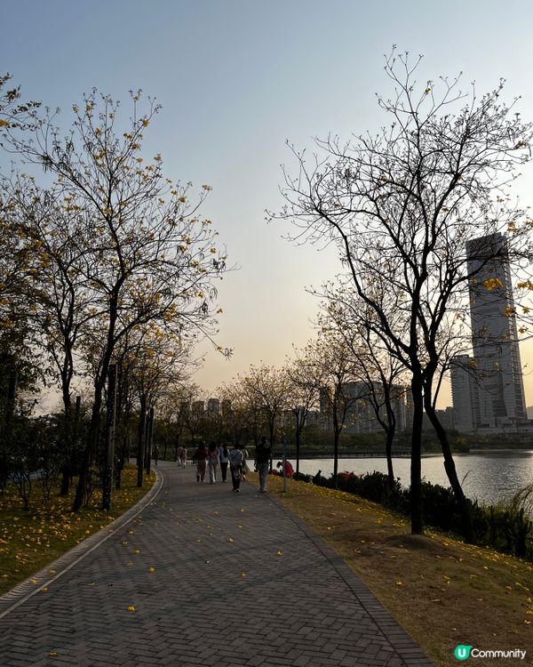 黃花風鈴木@人才公園