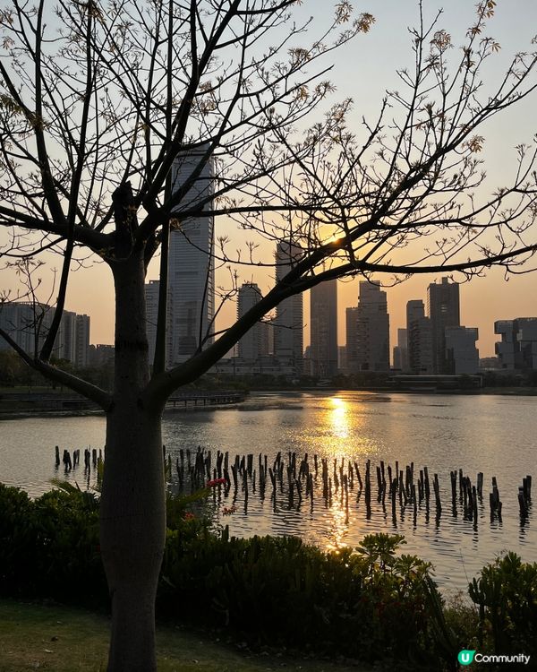黃花風鈴木@人才公園