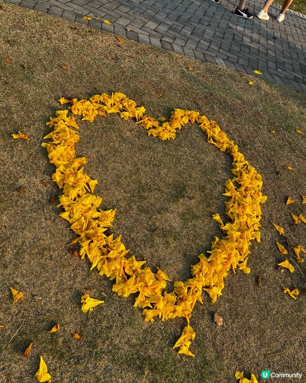 黃花風鈴木@人才公園