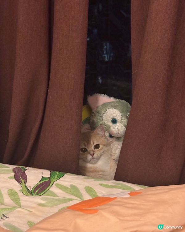 燒賣日常🐱想扮毛公仔？！🧸