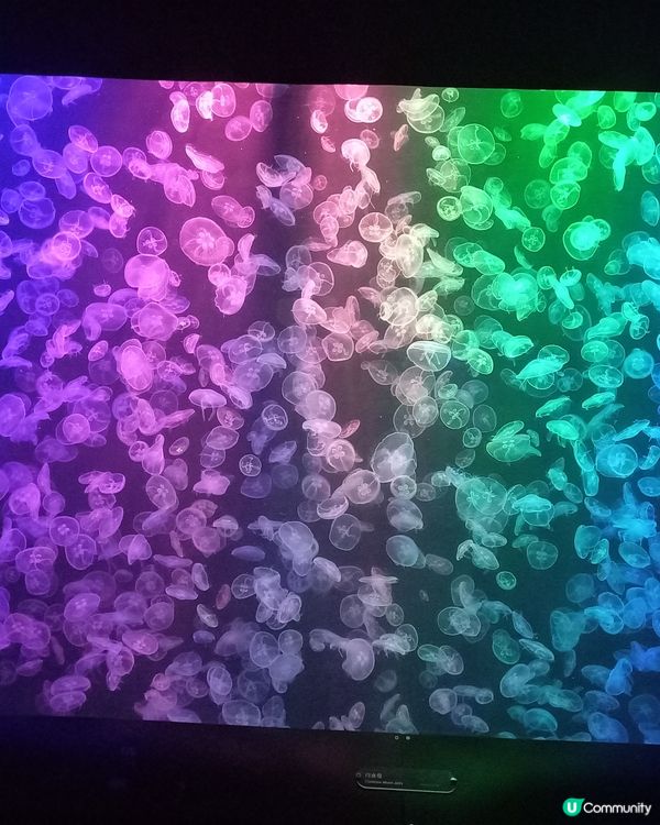 18-4-2025 海洋公園