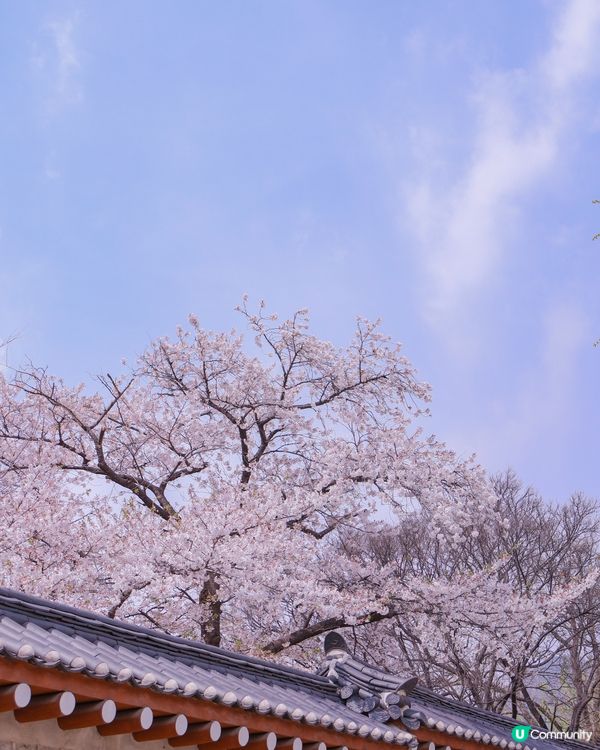 🌸春天的首爾景福宮！韓服拍攝一定要找攝影師！