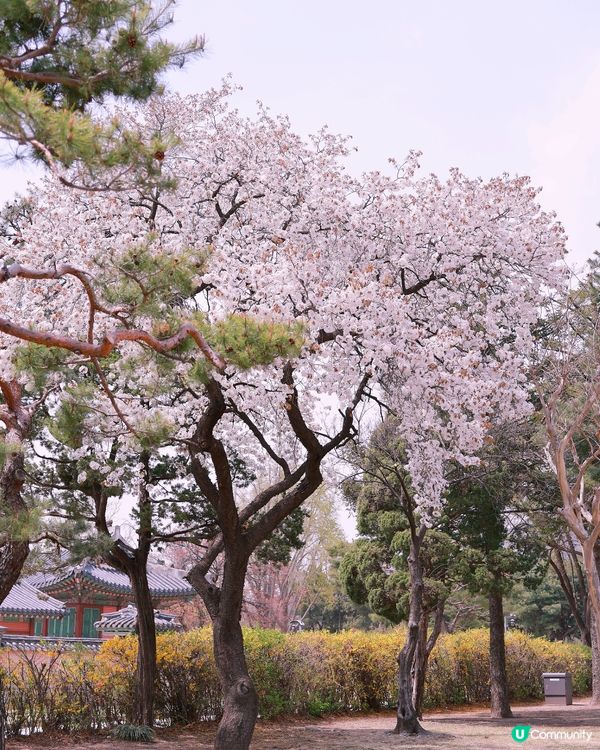 🌸春天的首爾景福宮！韓服拍攝一定要找攝影師！
