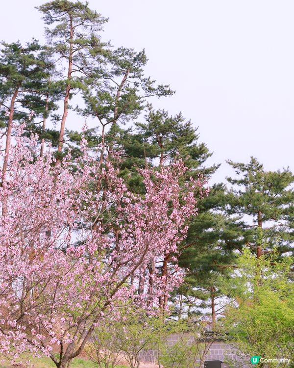 🌸春天的首爾景福宮！韓服拍攝一定要找攝影師！