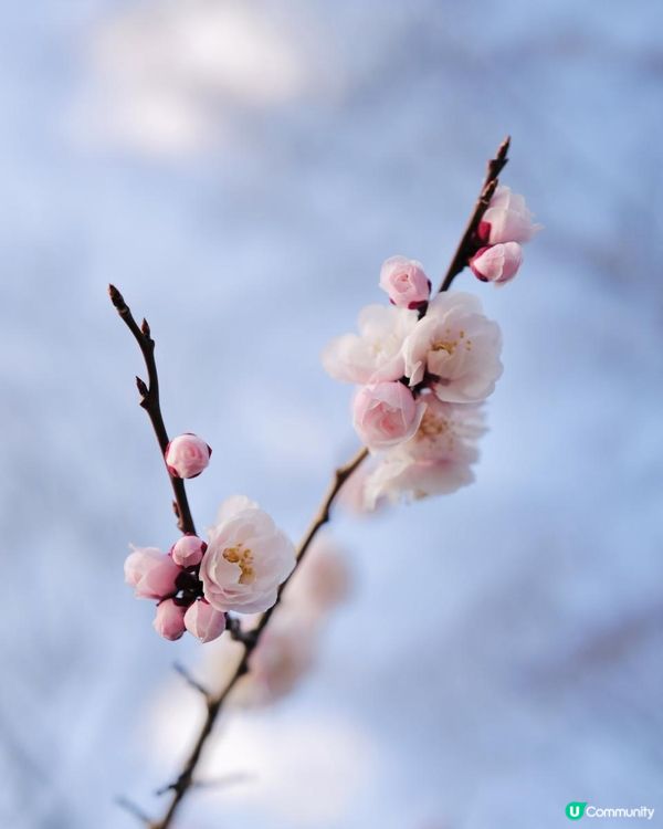 2025富士山+東京近郊 自駕遊｜11日10夜 ｜櫻花紀錄｜附景點
