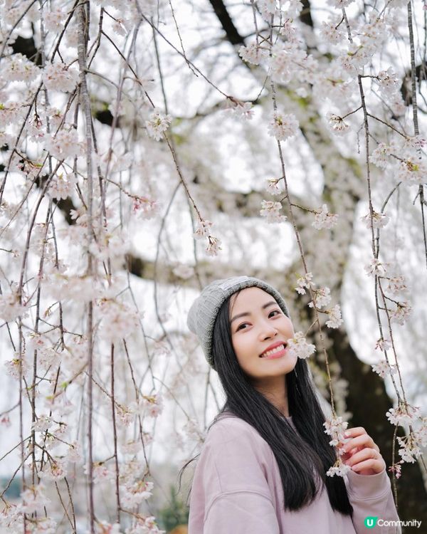 2025富士山+東京近郊 自駕遊｜11日10夜 ｜櫻花紀錄｜附景點