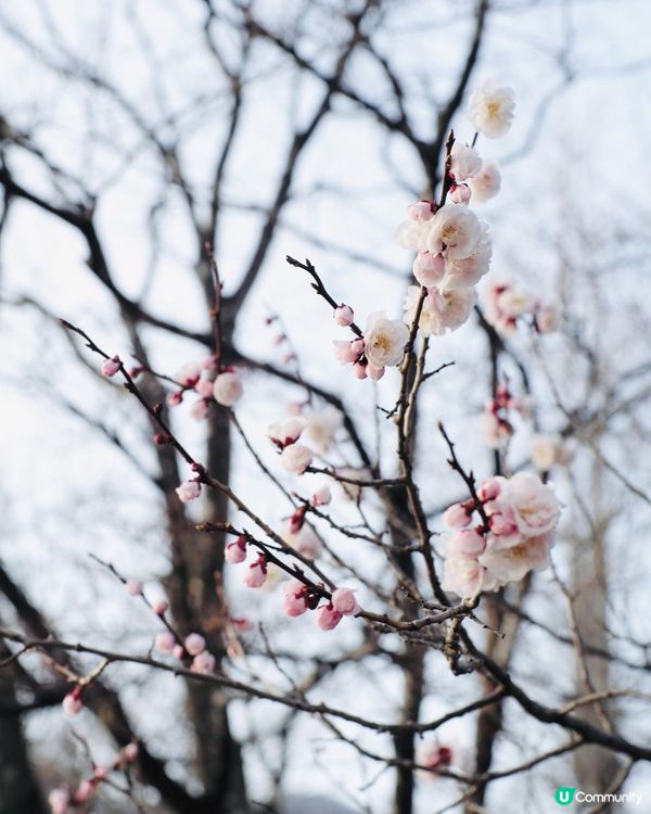2025富士山+東京近郊 自駕遊｜11日10夜 ｜櫻花紀錄｜附景點