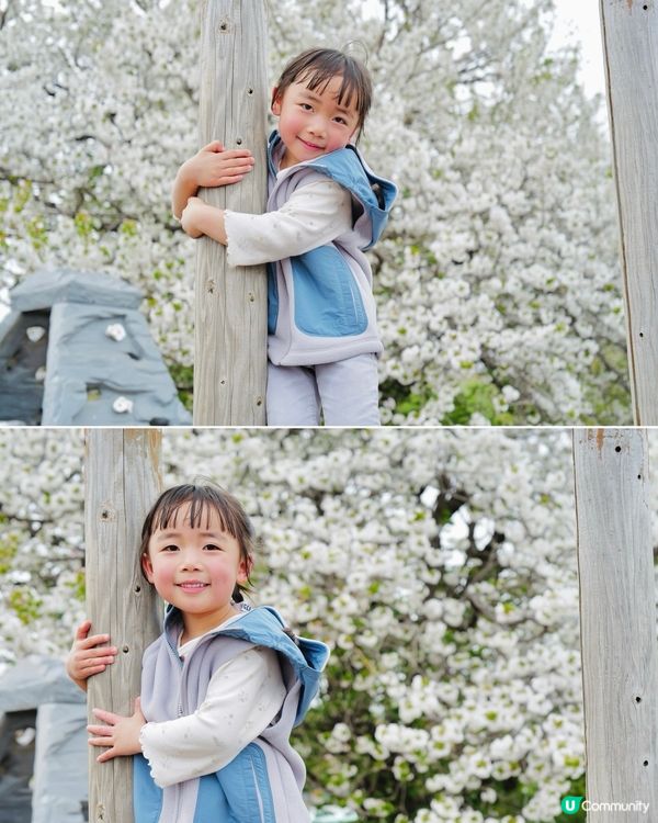 2025富士山+東京近郊 自駕遊｜11日10夜 ｜櫻花紀錄｜附景點