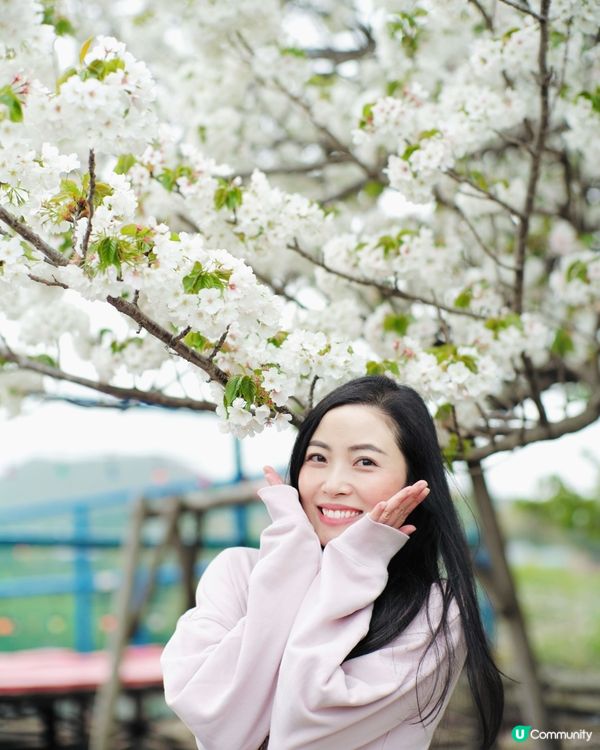 2025富士山+東京近郊 自駕遊｜11日10夜 ｜櫻花紀錄｜附景點