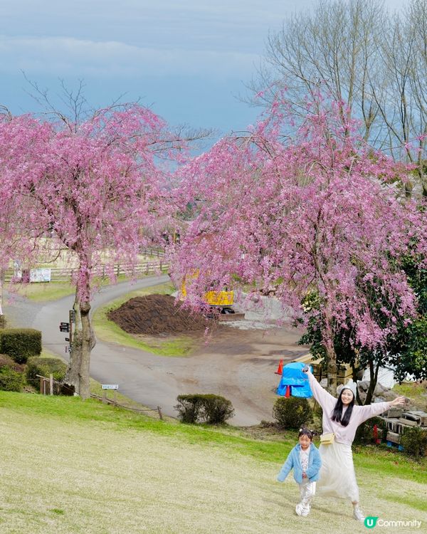 2025富士山+東京近郊 自駕遊｜11日10夜 ｜櫻花紀錄｜附景點