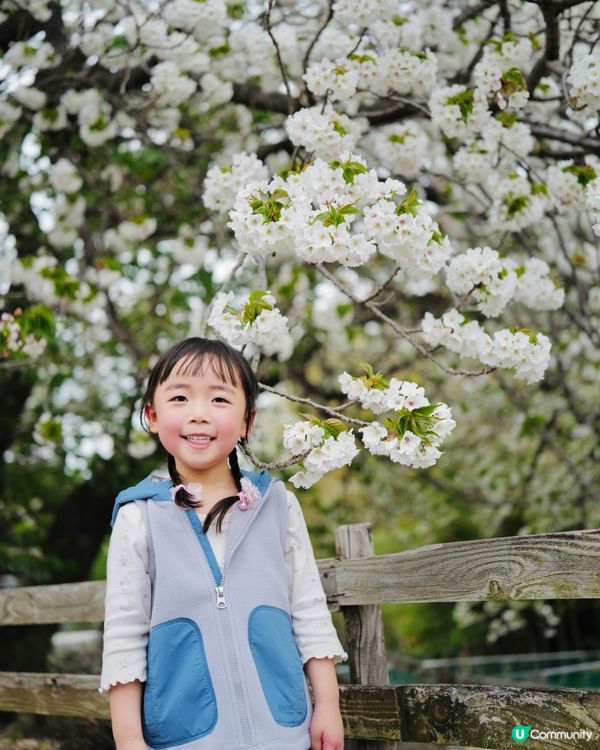 2025富士山+東京近郊 自駕遊｜11日10夜 ｜櫻花紀錄｜附景點