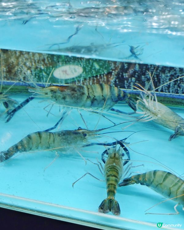 任燒🔥海鮮🦐仲有🍲小火鍋