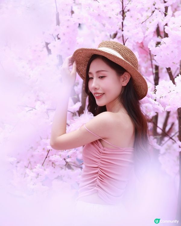 深圳布吉免費櫻花季，打卡絕美