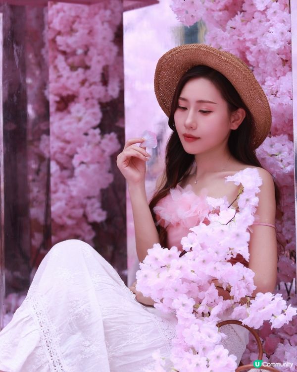 深圳布吉免費櫻花季，打卡絕美