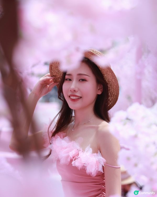 深圳布吉免費櫻花季，打卡絕美