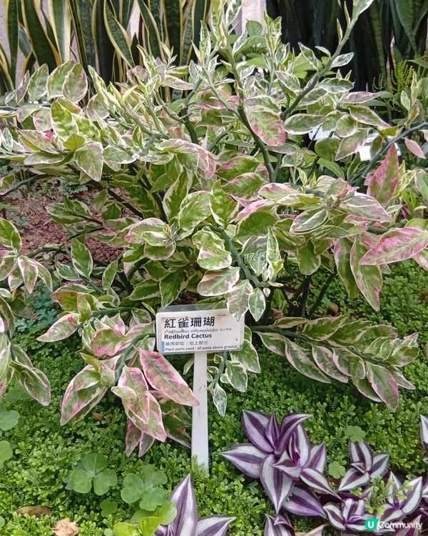 香港歷史建築之旅 🏛️  
中上環古蹟活化，等大家去探索！