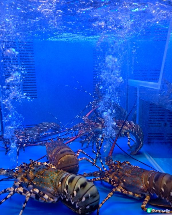 鯉景灣新開火鍋放題店