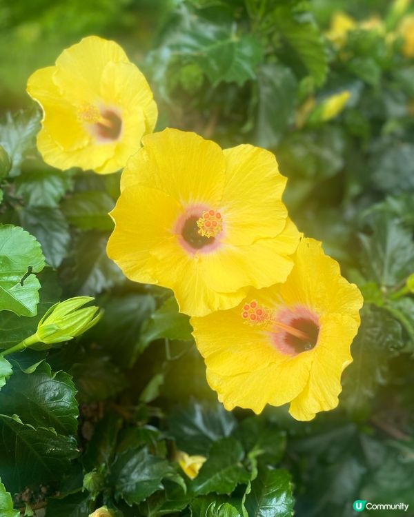 天氣開始熱⛱️🌞花開得正盛