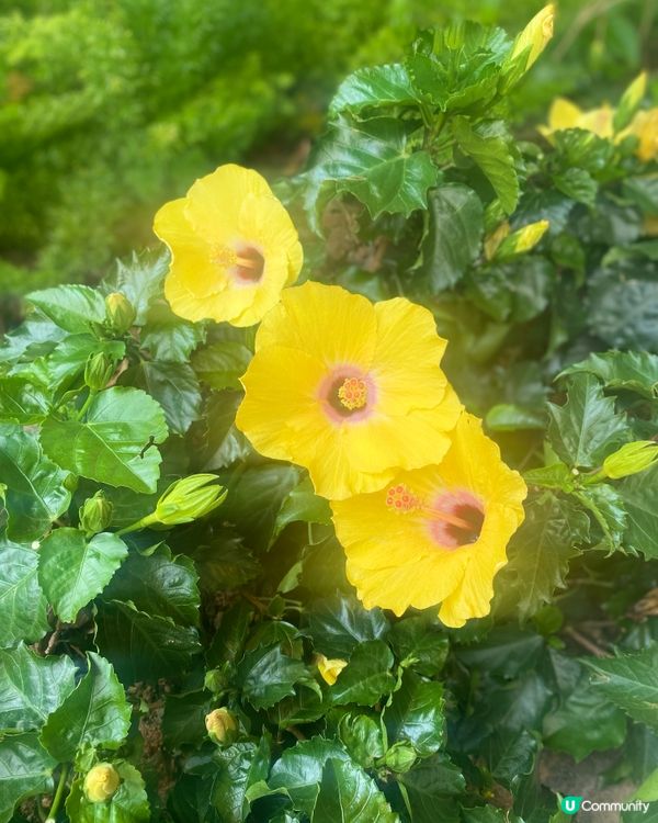 天氣開始熱⛱️🌞花開得正盛