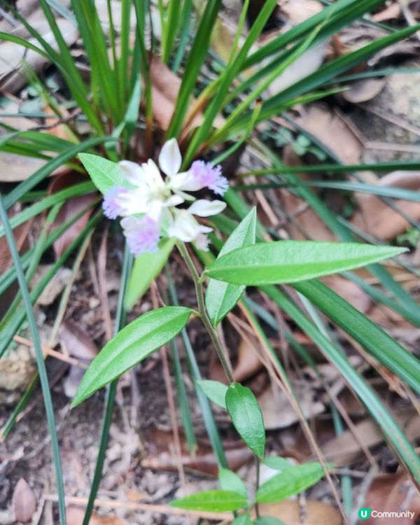 難得一見香港遠志I