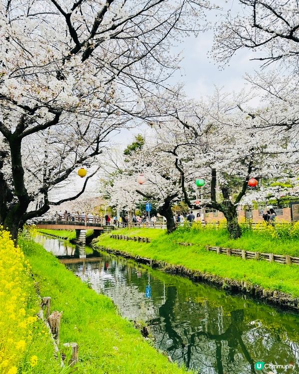 🌸🌸《東京篇🇯🇵·賞櫻熱點2 》🌸🌸 川越 冰川神社 