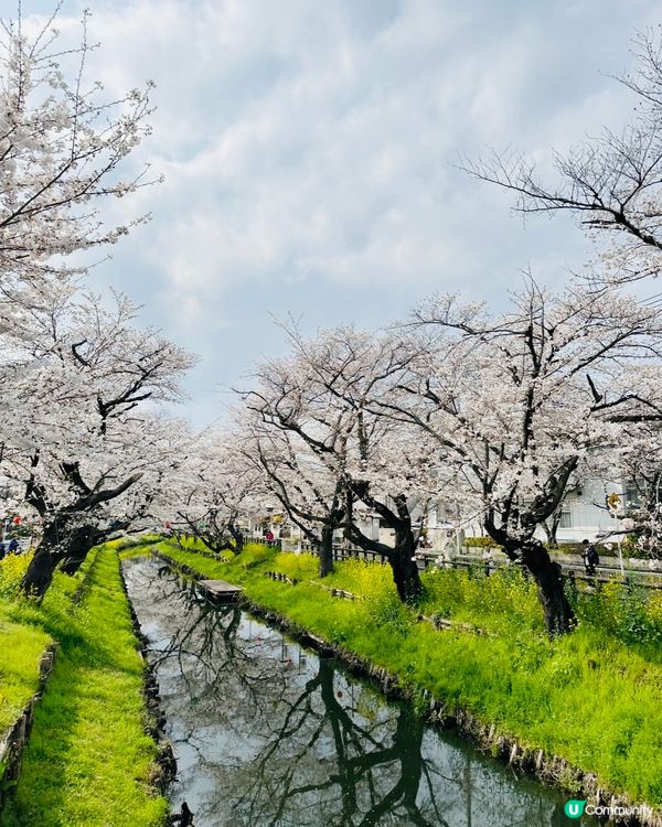 🌸🌸《東京篇🇯🇵·賞櫻熱點2 》🌸🌸 川越 冰川神社 