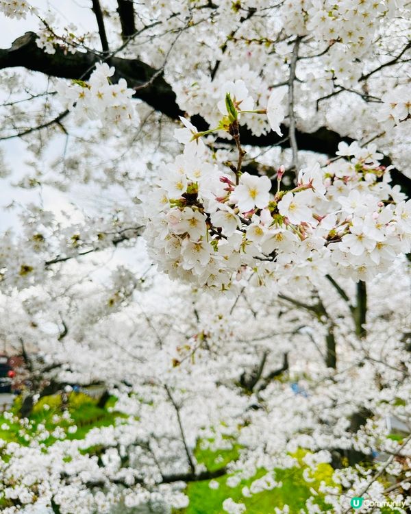 🌸🌸《東京篇🇯🇵·賞櫻熱點2 》🌸🌸 川越 冰川神社 