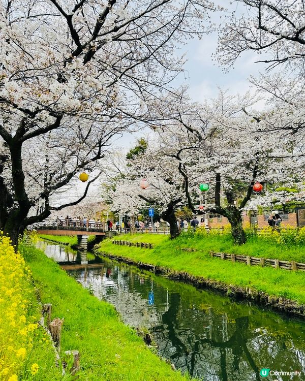 🌸🌸《東京篇🇯🇵·賞櫻熱點2 》🌸🌸 川越 冰川神社 