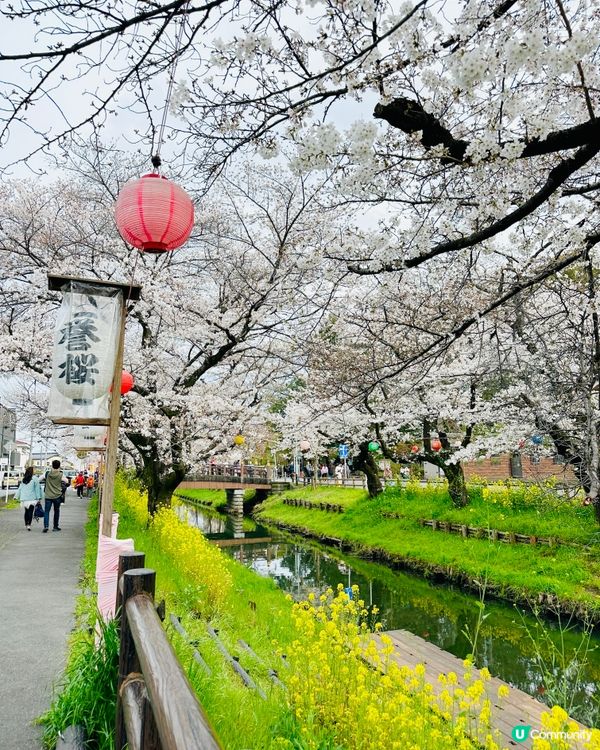 🌸🌸《東京篇🇯🇵·賞櫻熱點2 》🌸🌸 川越 冰川神社 