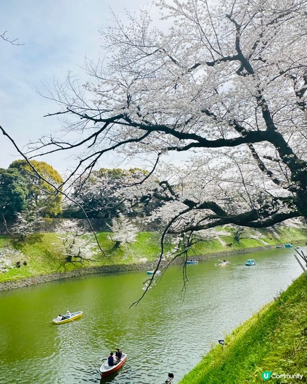 🌸🌸《東京篇🇯🇵·賞櫻熱點3》千鳥之淵 🌸🌸