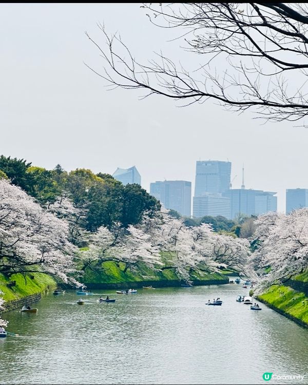 🌸🌸《東京篇🇯🇵·賞櫻熱點3》千鳥之淵 🌸🌸
