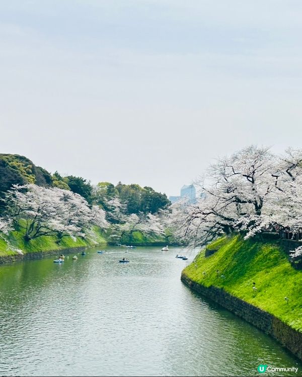 🌸🌸《東京篇🇯🇵·賞櫻熱點3》千鳥之淵 🌸🌸